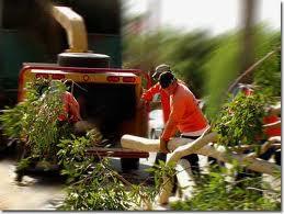 tree-removal-specialist